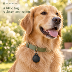 PawPin attached to a dog collar